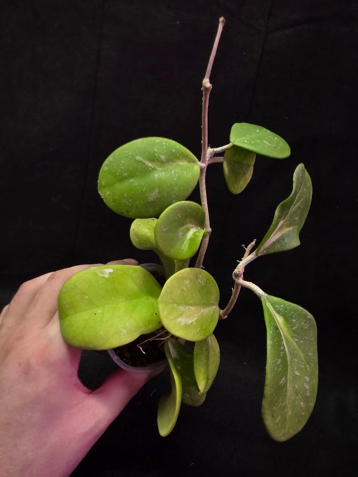 Hoya Obovata Variegated Splash #01