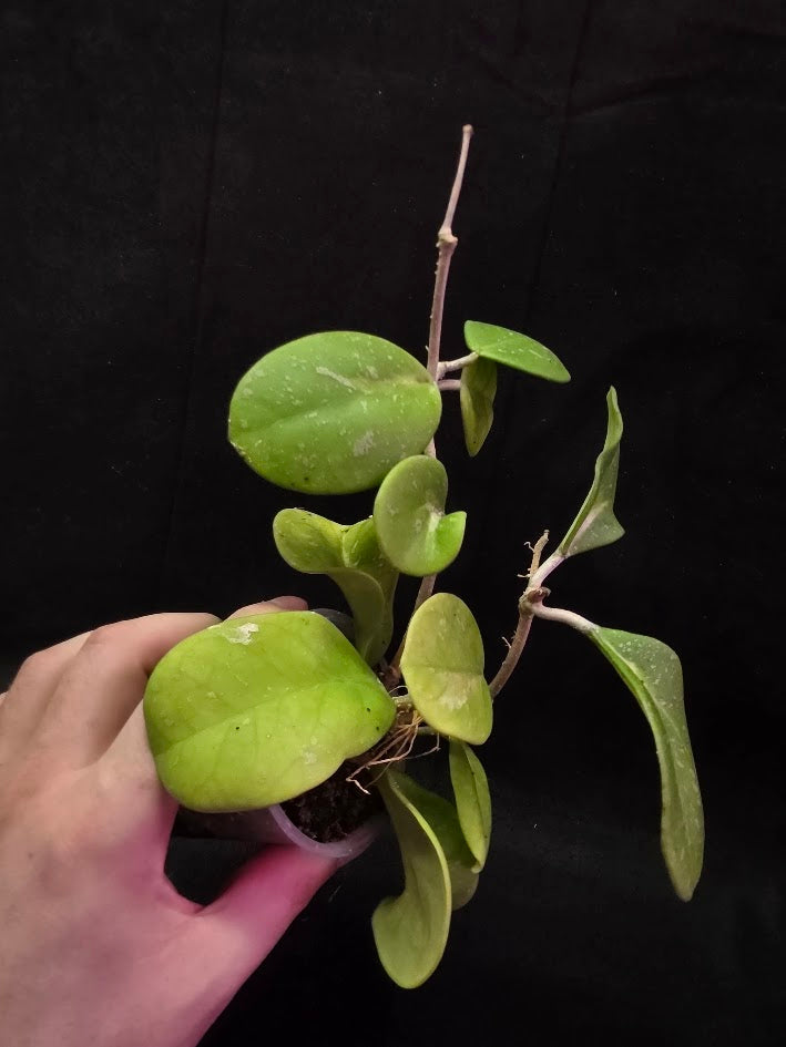 Hoya Obovata Variegated Splash #01