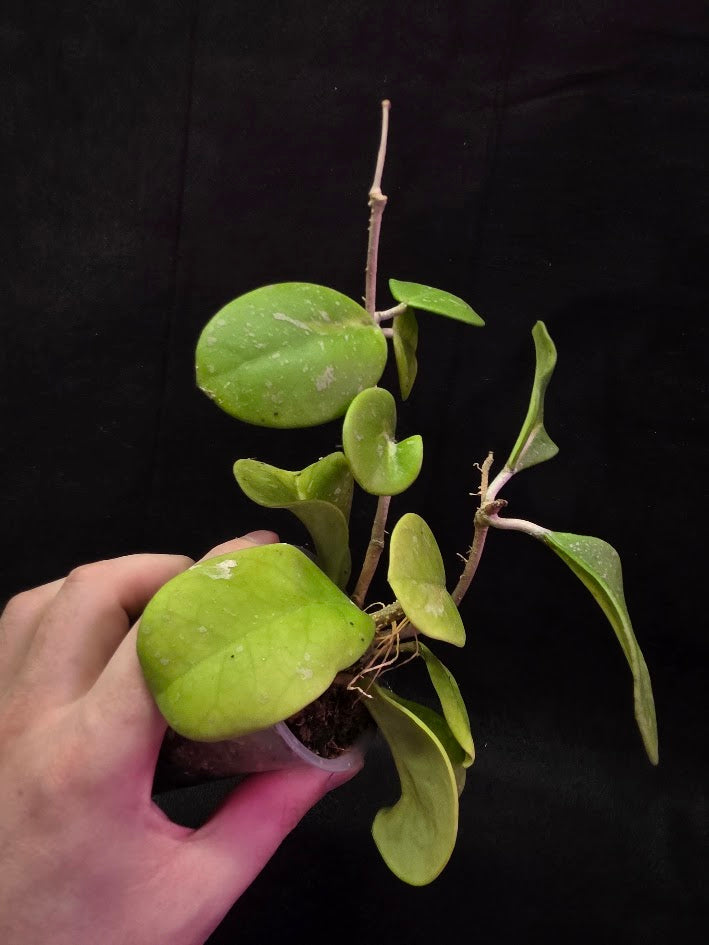 Hoya Obovata Variegated Splash #01