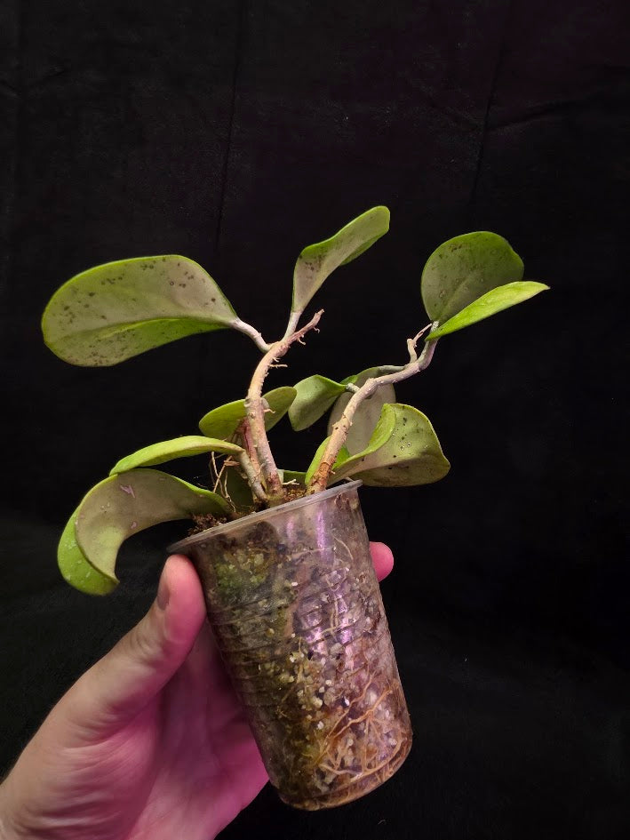 Hoya Obovata Variegated Splash #01