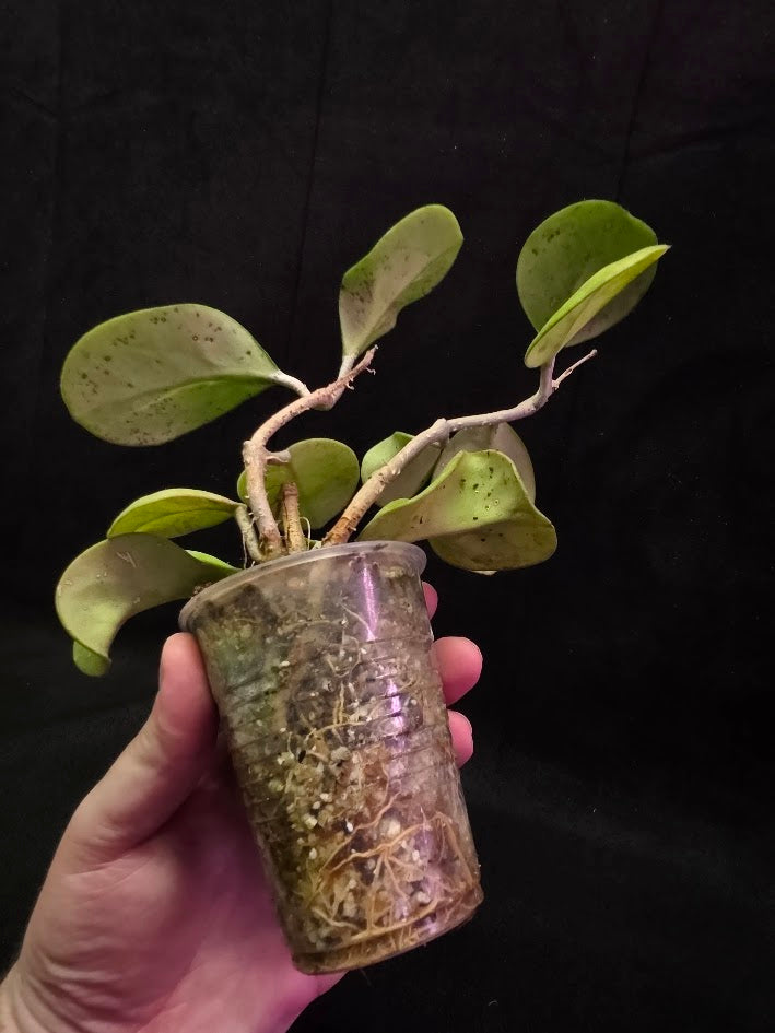 Hoya Obovata Variegated Splash #01