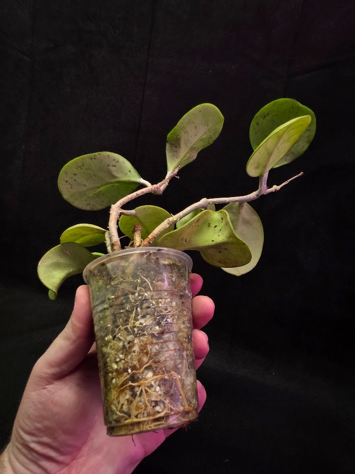 Hoya Obovata Variegated Splash #01