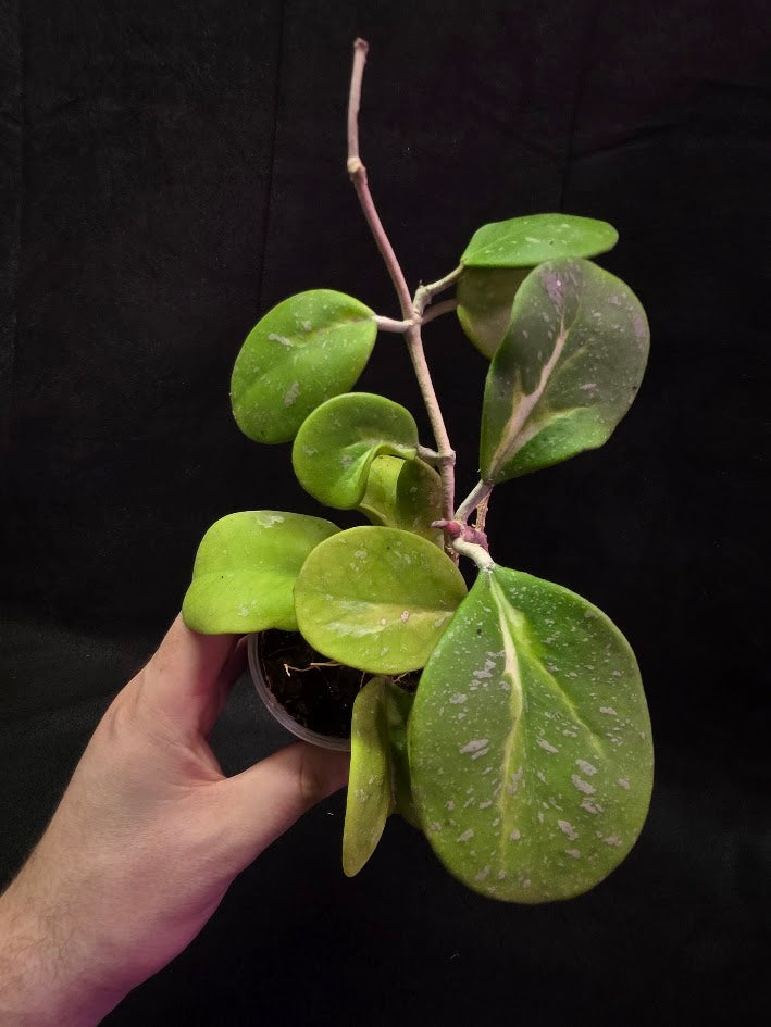 Hoya Obovata Variegated Splash #01