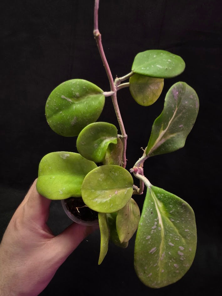 Hoya Obovata Variegated Splash #01