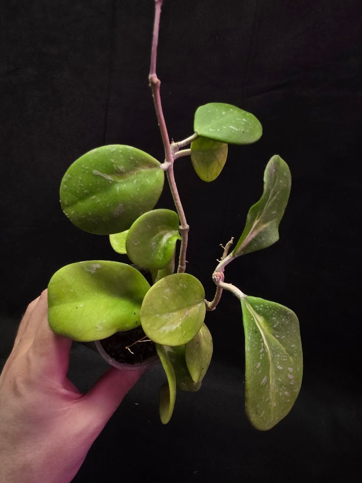 Hoya Obovata Variegated Splash #01