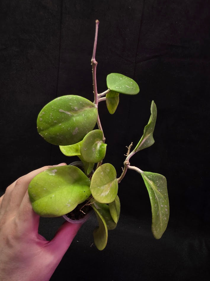 Hoya Obovata Variegated Splash #01