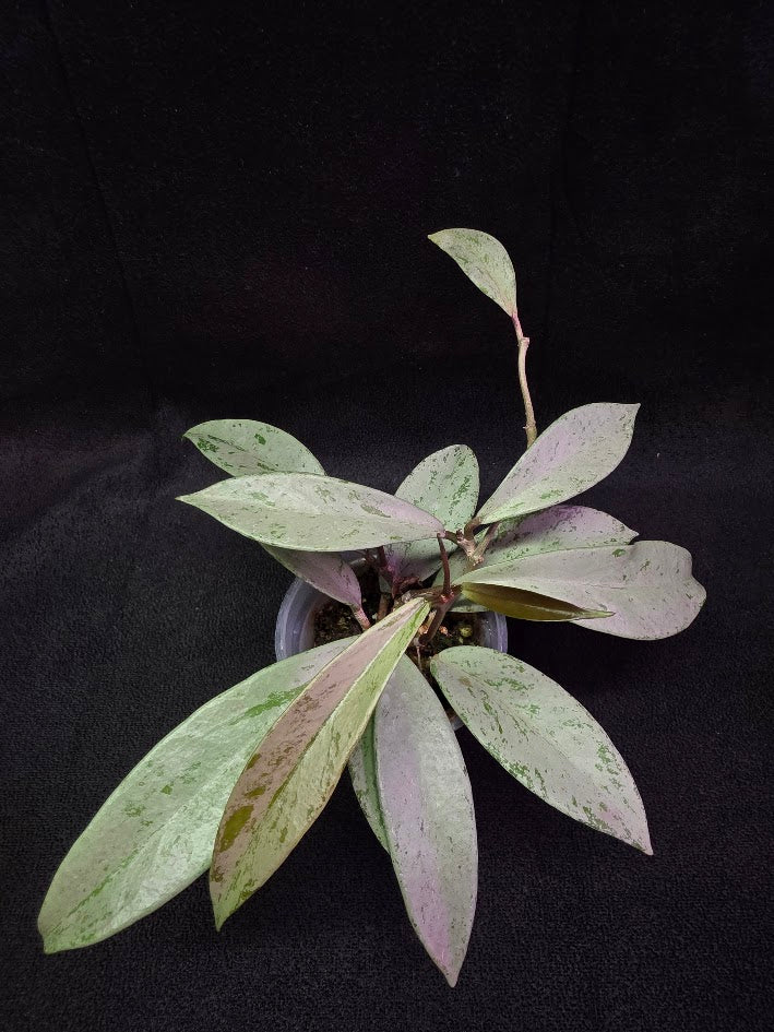 Hoya Pubicalyx Pink Silver Ghost #03