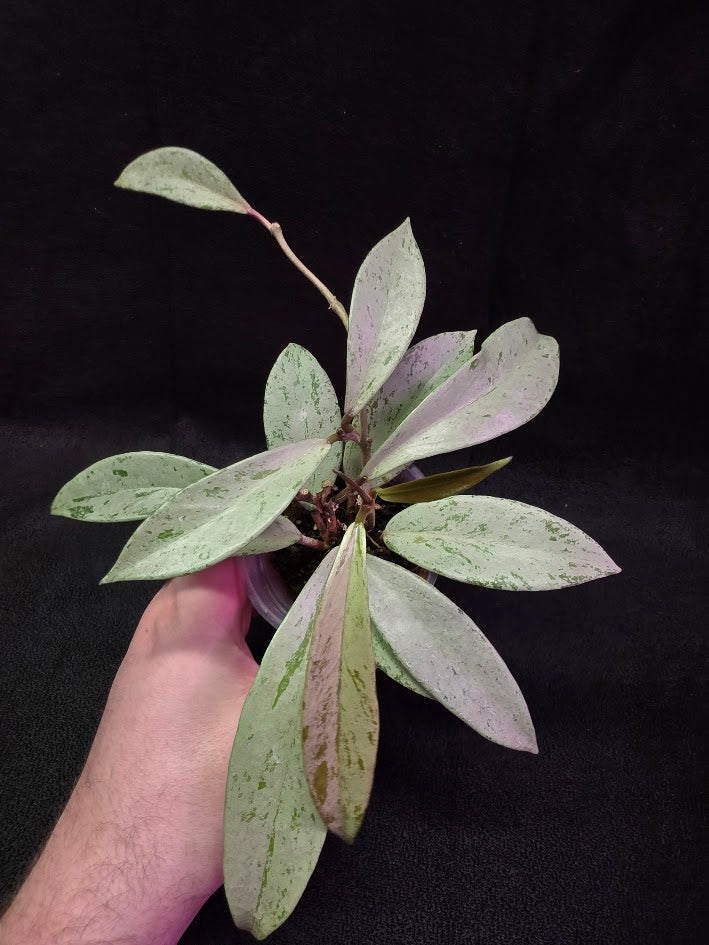 Hoya Pubicalyx Pink Silver Ghost #03