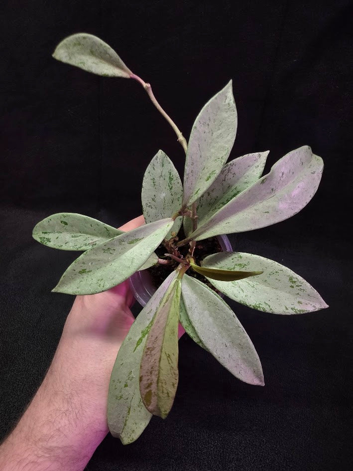 Hoya Pubicalyx Pink Silver Ghost #03