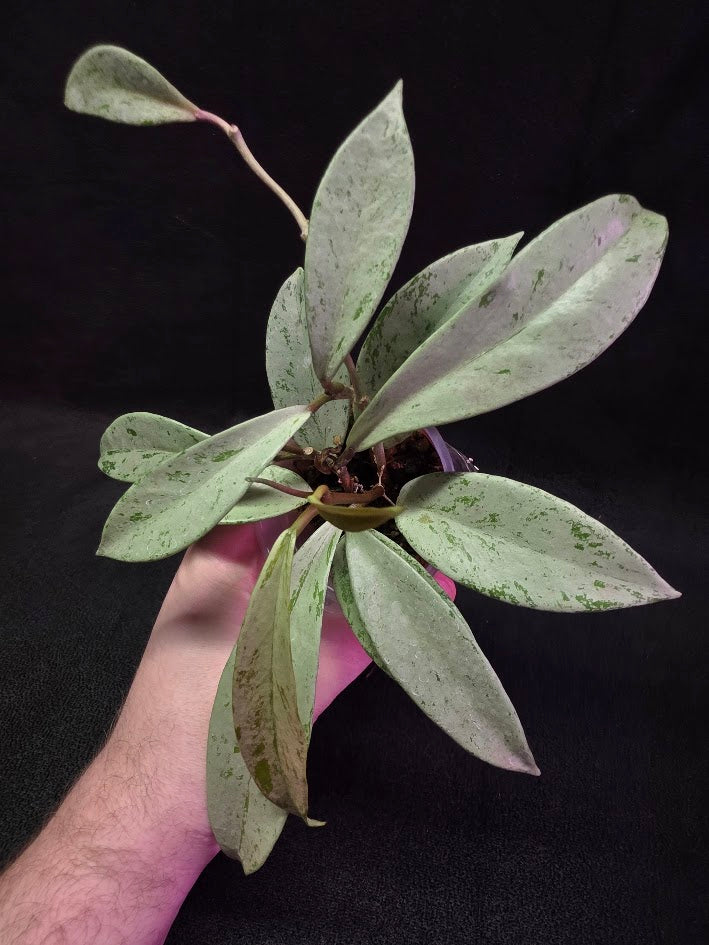 Hoya Pubicalyx Pink Silver Ghost #03