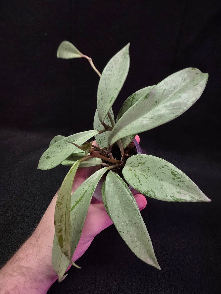 Hoya Pubicalyx Pink Silver Ghost #03