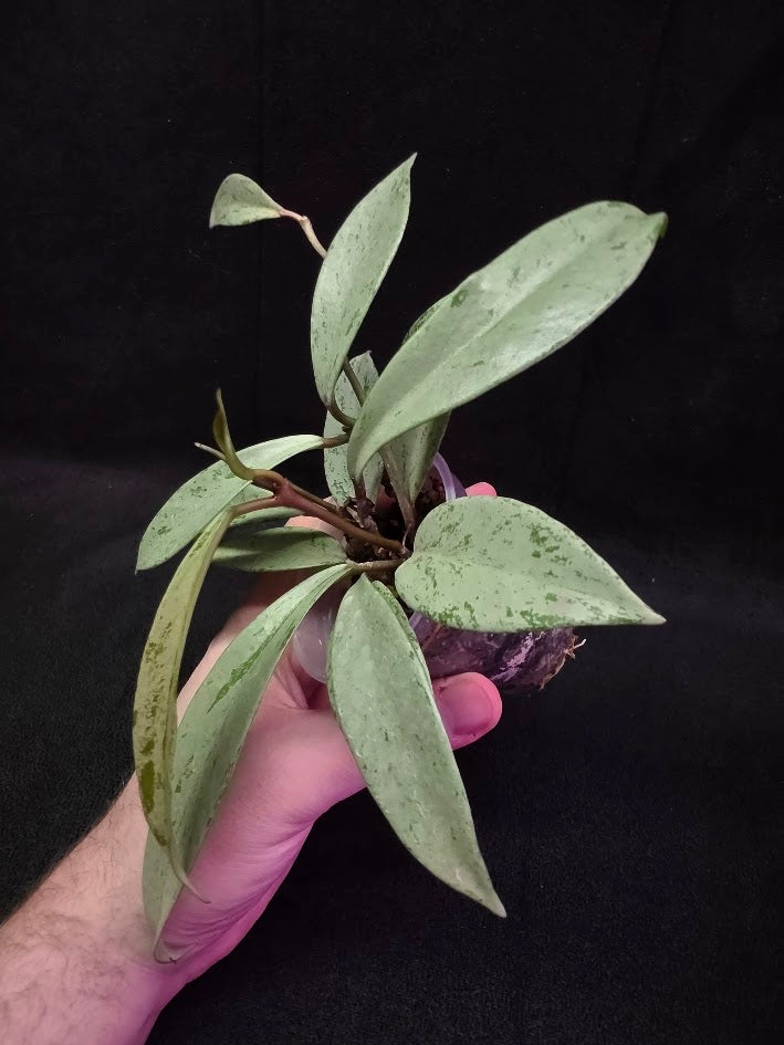 Hoya Pubicalyx Pink Silver Ghost #03