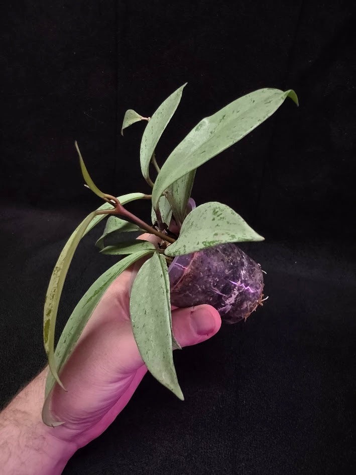 Hoya Pubicalyx Pink Silver Ghost #03