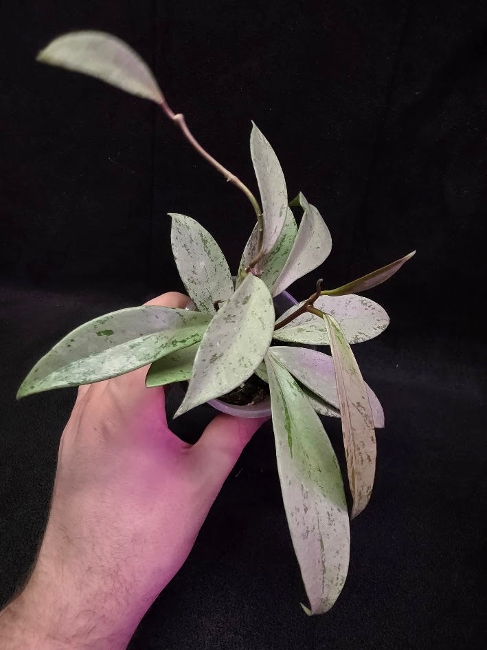 Hoya Pubicalyx Pink Silver Ghost #03