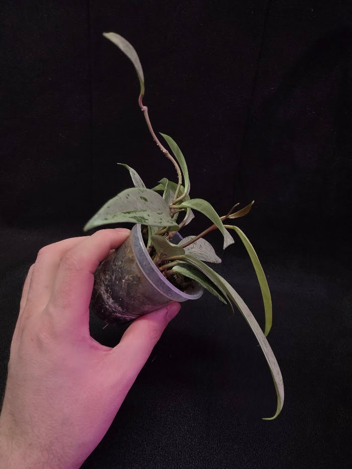 Hoya Pubicalyx Pink Silver Ghost #03