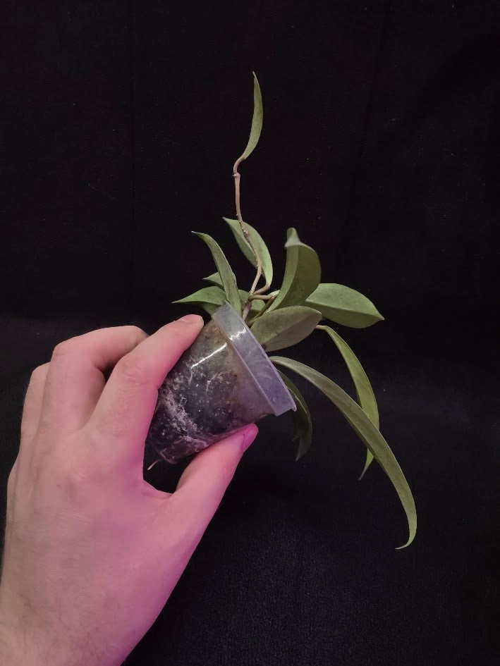 Hoya Pubicalyx Pink Silver Ghost #03