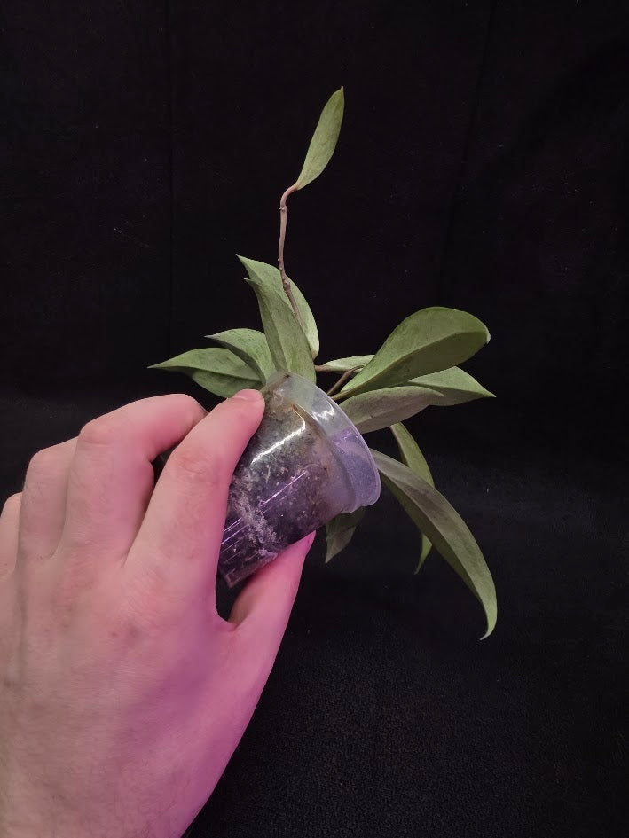 Hoya Pubicalyx Pink Silver Ghost #03