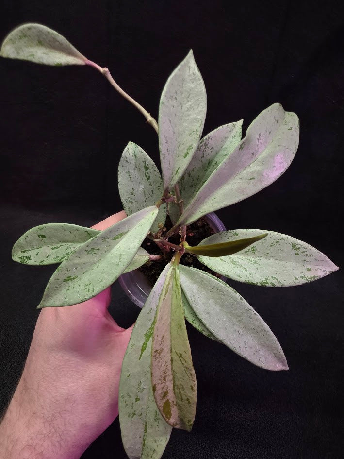 Hoya Pubicalyx Pink Silver Ghost #03