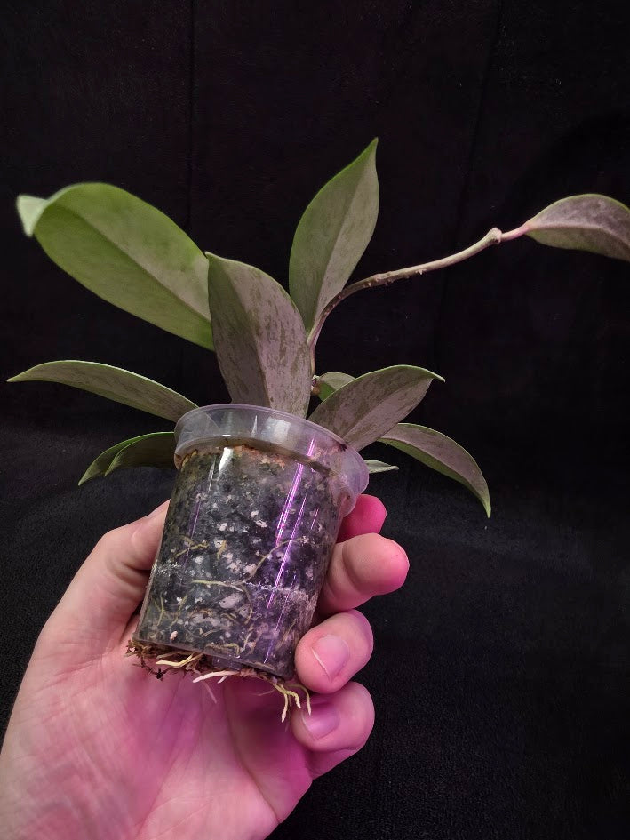 Hoya Pubicalyx Pink Silver Ghost #03