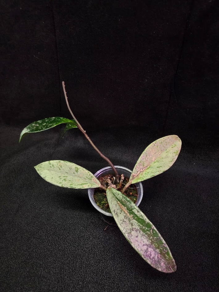 Hoya Pubicalyx Pink Silver Ghost #04