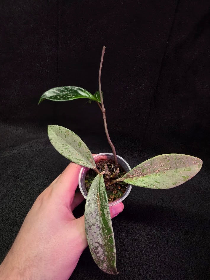 Hoya Pubicalyx Pink Silver Ghost #04