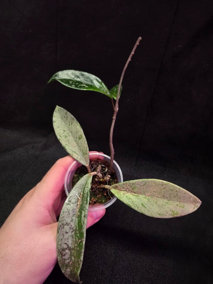 Hoya Pubicalyx Pink Silver Ghost #04