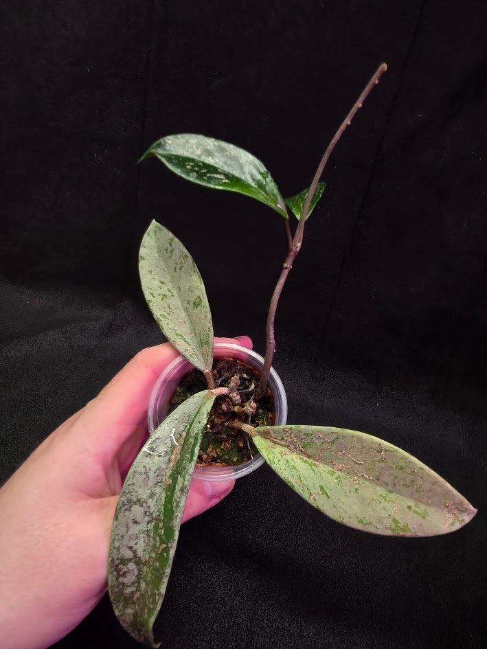 Hoya Pubicalyx Pink Silver Ghost #04