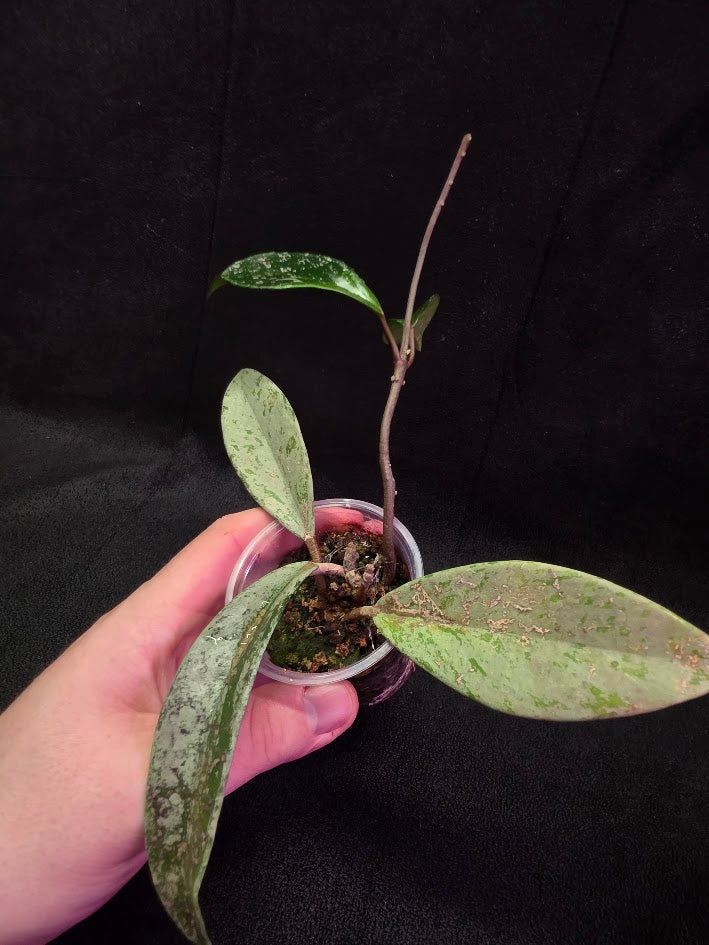 Hoya Pubicalyx Pink Silver Ghost #04