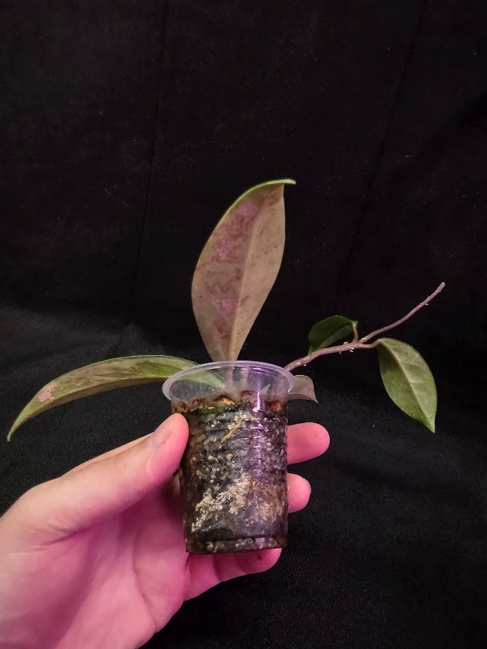 Hoya Pubicalyx Pink Silver Ghost #04