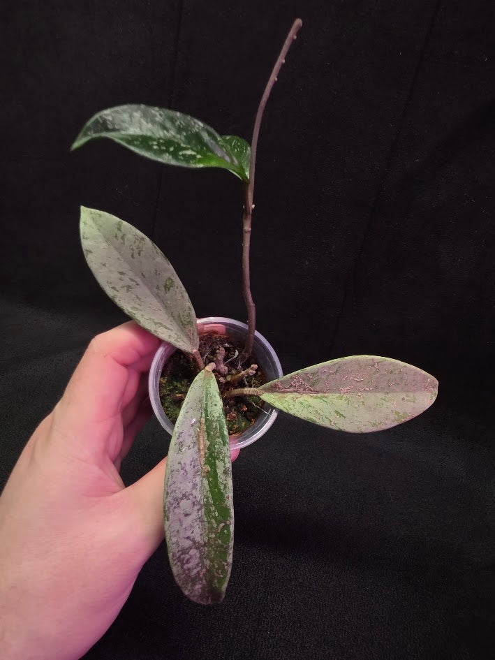 Hoya Pubicalyx Pink Silver Ghost #04