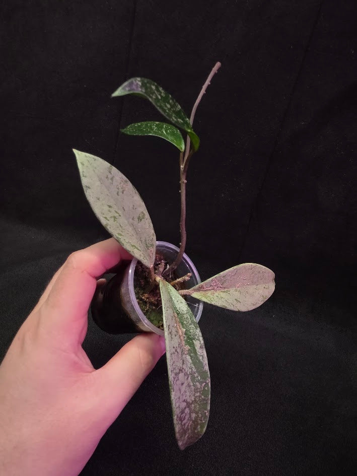 Hoya Pubicalyx Pink Silver Ghost #04