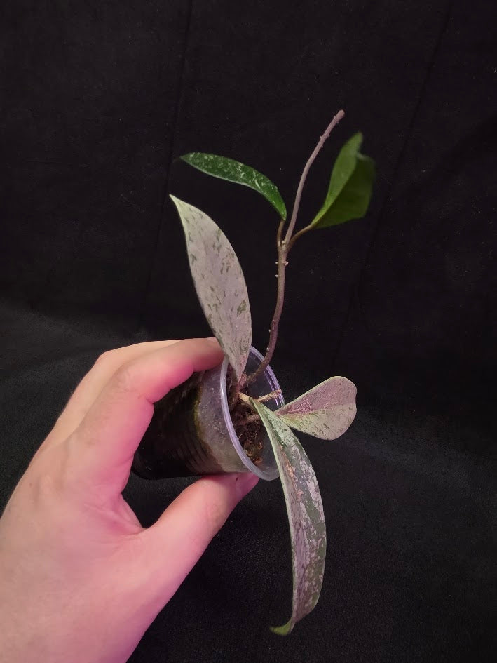 Hoya Pubicalyx Pink Silver Ghost #04