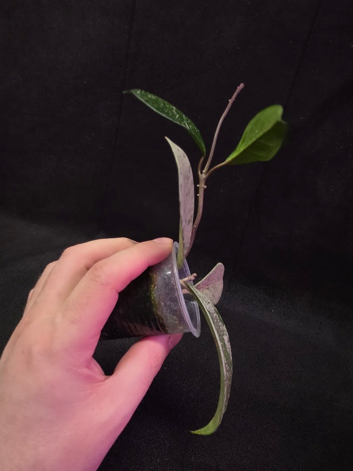 Hoya Pubicalyx Pink Silver Ghost #04