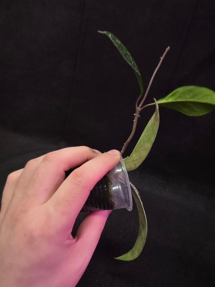 Hoya Pubicalyx Pink Silver Ghost #04