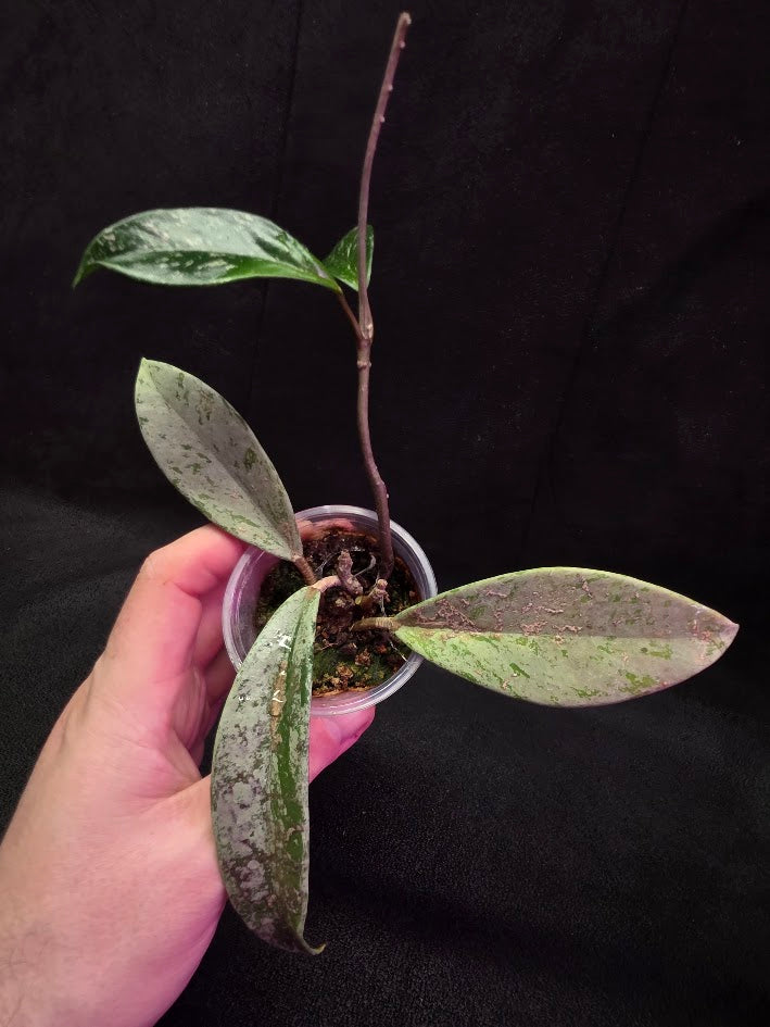 Hoya Pubicalyx Pink Silver Ghost #04