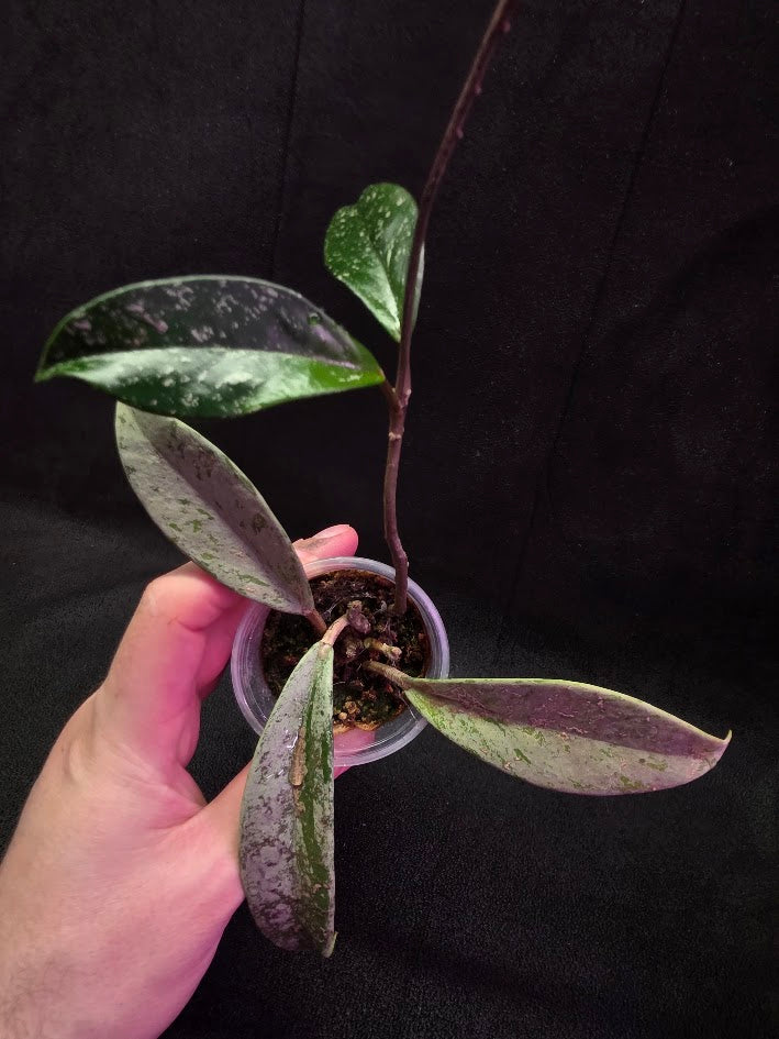 Hoya Pubicalyx Pink Silver Ghost #04