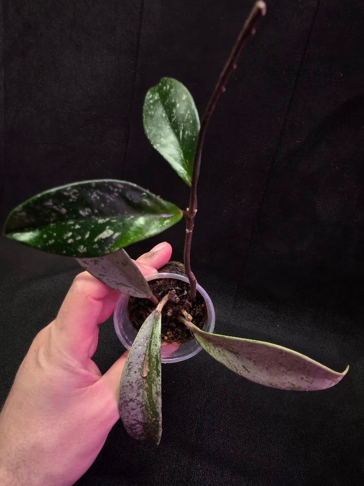 Hoya Pubicalyx Pink Silver Ghost #04