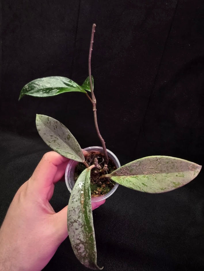 Hoya Pubicalyx Pink Silver Ghost #04