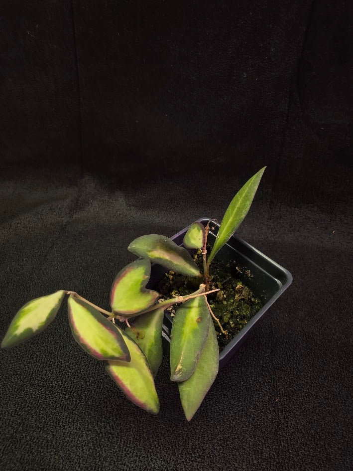 Hoya Burtoniae Variegated #01