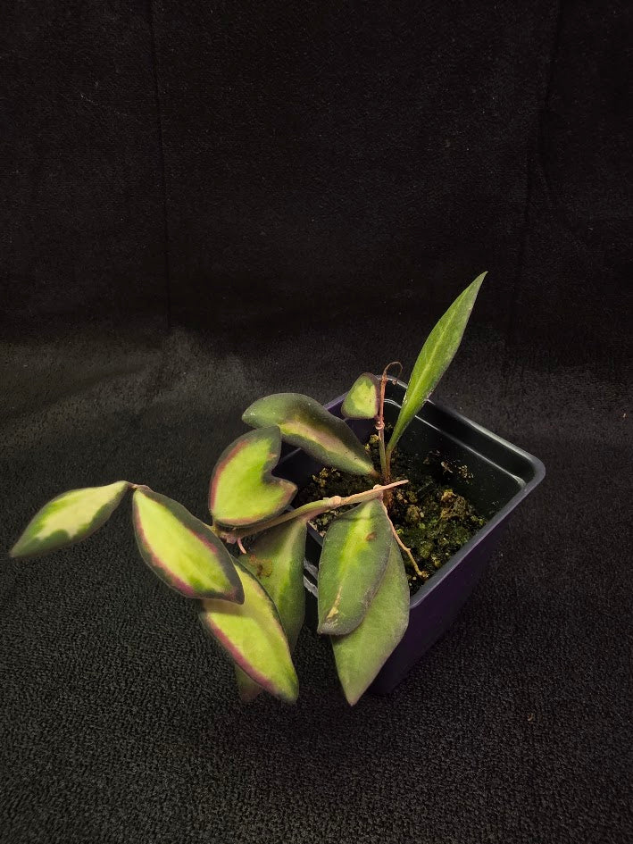 Hoya Burtoniae Variegated #01