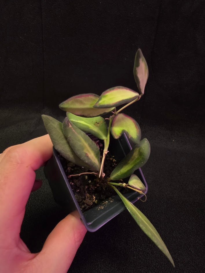 Hoya Burtoniae Variegated #01