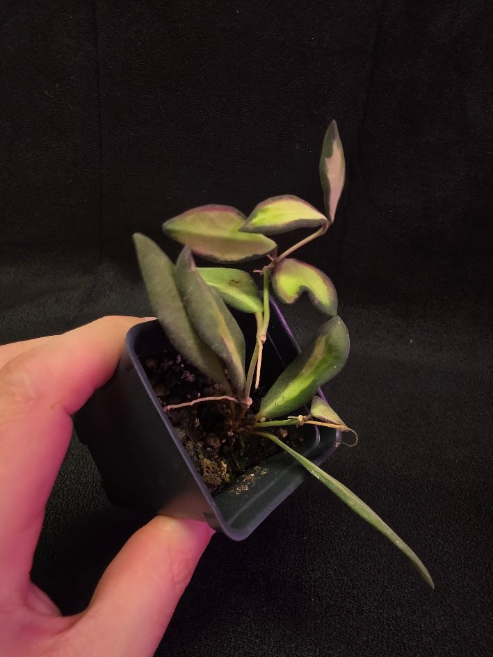 Hoya Burtoniae Variegated #01