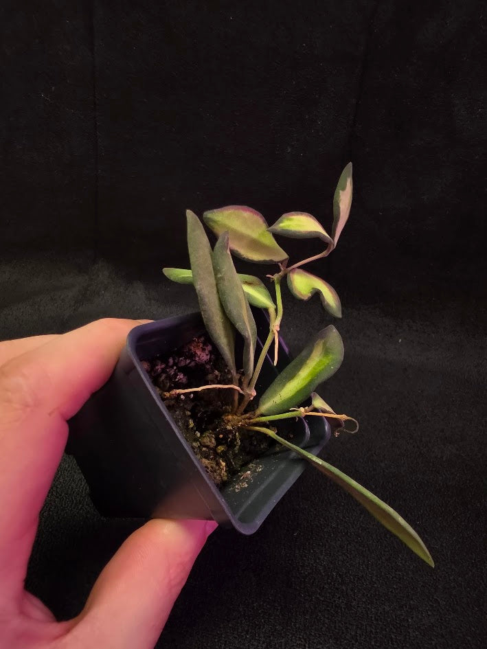 Hoya Burtoniae Variegated #01