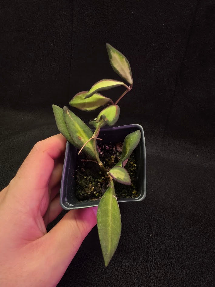 Hoya Burtoniae Variegated #01