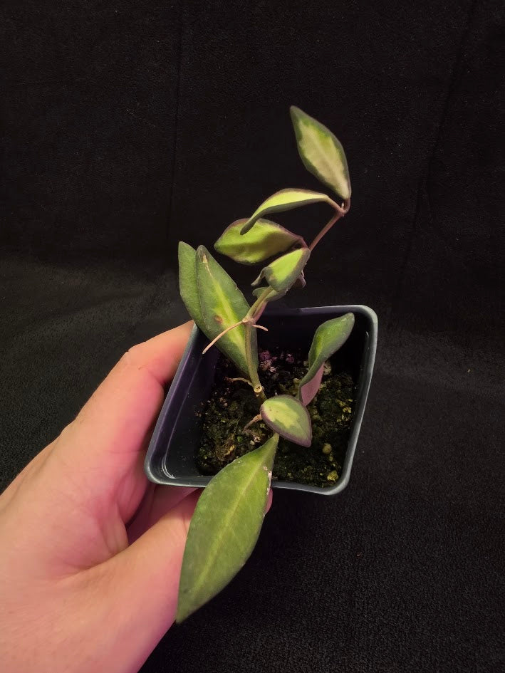 Hoya Burtoniae Variegated #01