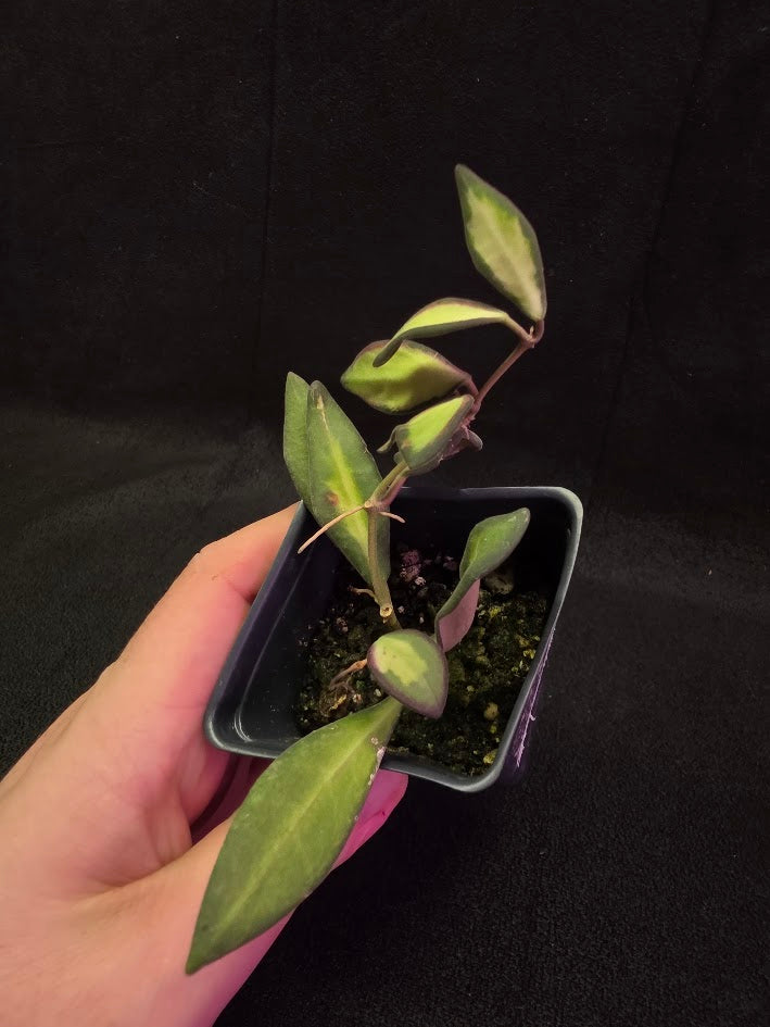 Hoya Burtoniae Variegated #01