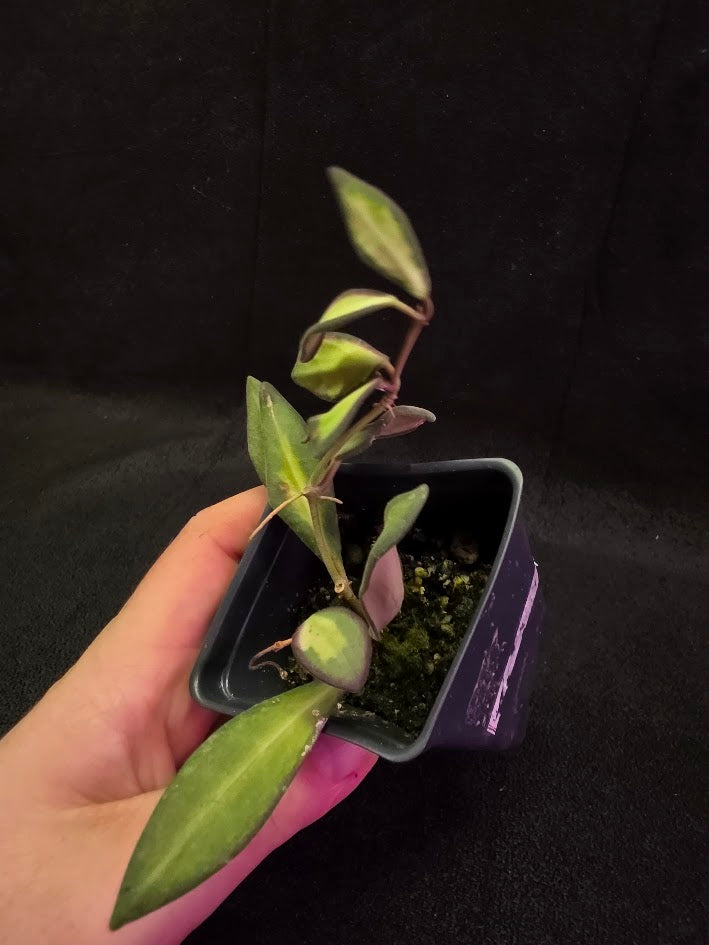 Hoya Burtoniae Variegated #01