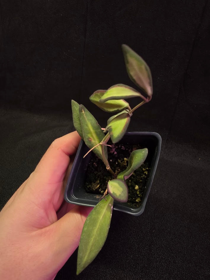 Hoya Burtoniae Variegated #01