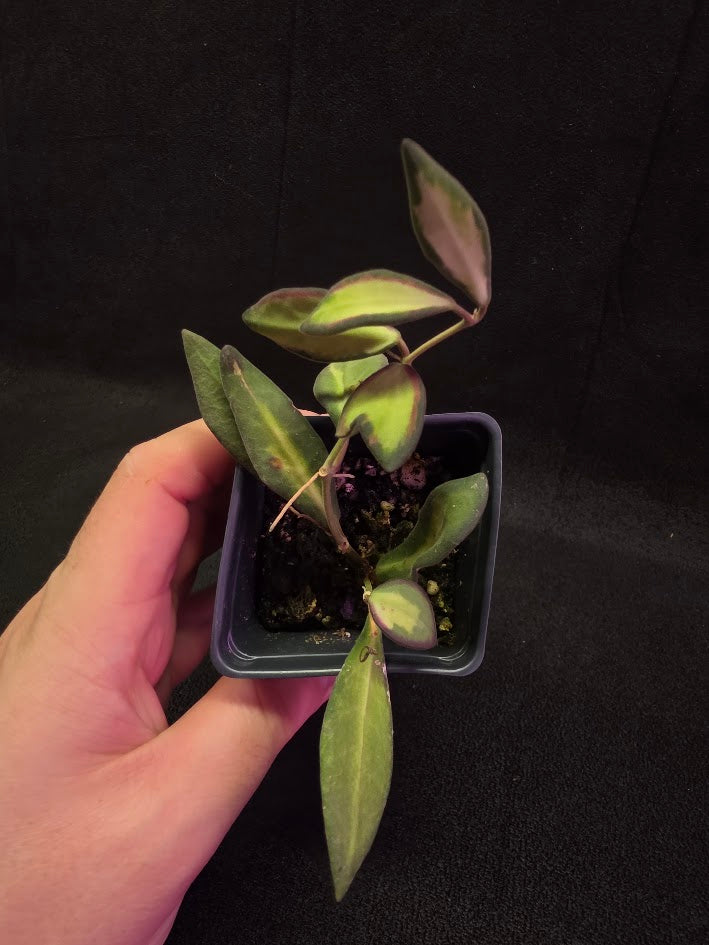 Hoya Burtoniae Variegated #01