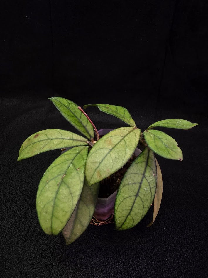 Hoya Hainanensis Spec. DaNang SR 293-004 Vietnam #01